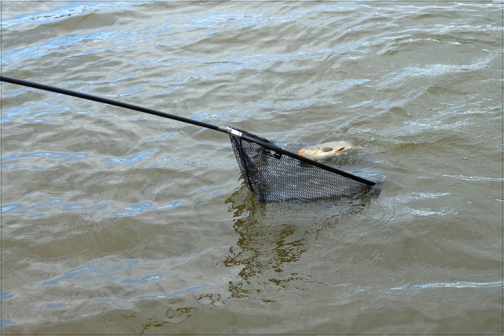 Еще мгновение - и карп в сачке..jpg