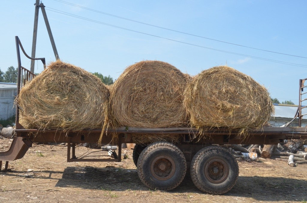 Рулоны с сеном кладут в загоны, чтобы буренкам и во время прогулок было чем подкрепиться.JPG