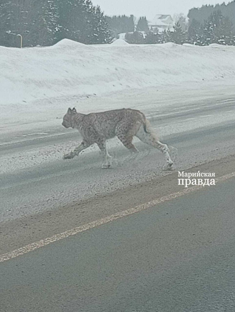 Рысь перебегает дорогу неподалеку от Тоштояла..jpg