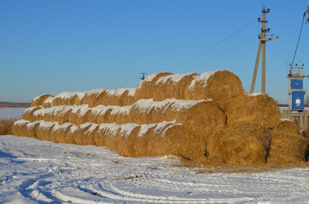 Солидный кормовой запас складирован около фермы.JPG