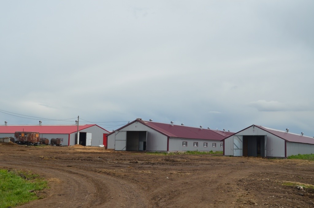 Буренки живут теперь в новых комфортабельных общежитиях. Буренки живут теперь в новых комфортабельных общежитиях.jpg