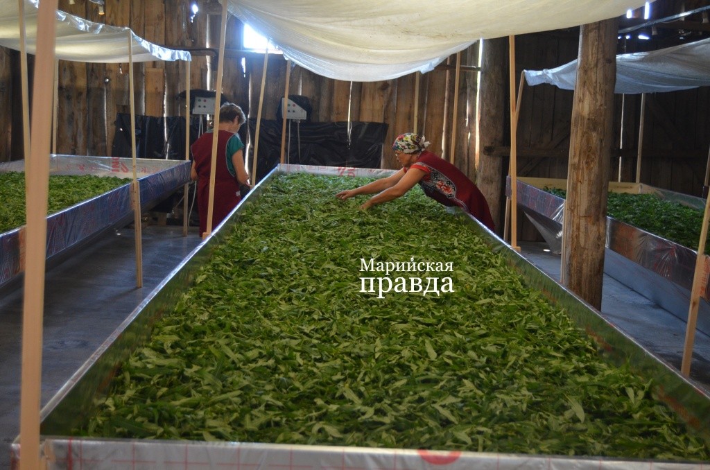 Пока на производстве русского чая заняты три человека из числа местных жителей. Пока на производстве русского чая заняты три человека из числа местных жителей..jpg