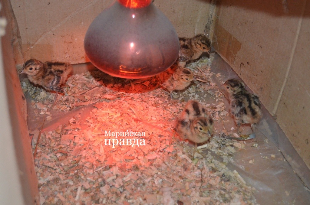 Малышам нужно тепло, поэтому лампа горит круглые сутки..jpg