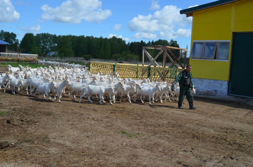 Козья лава направляется на пастбище с электропастухом, расположенное по соседству с фермой.JPG