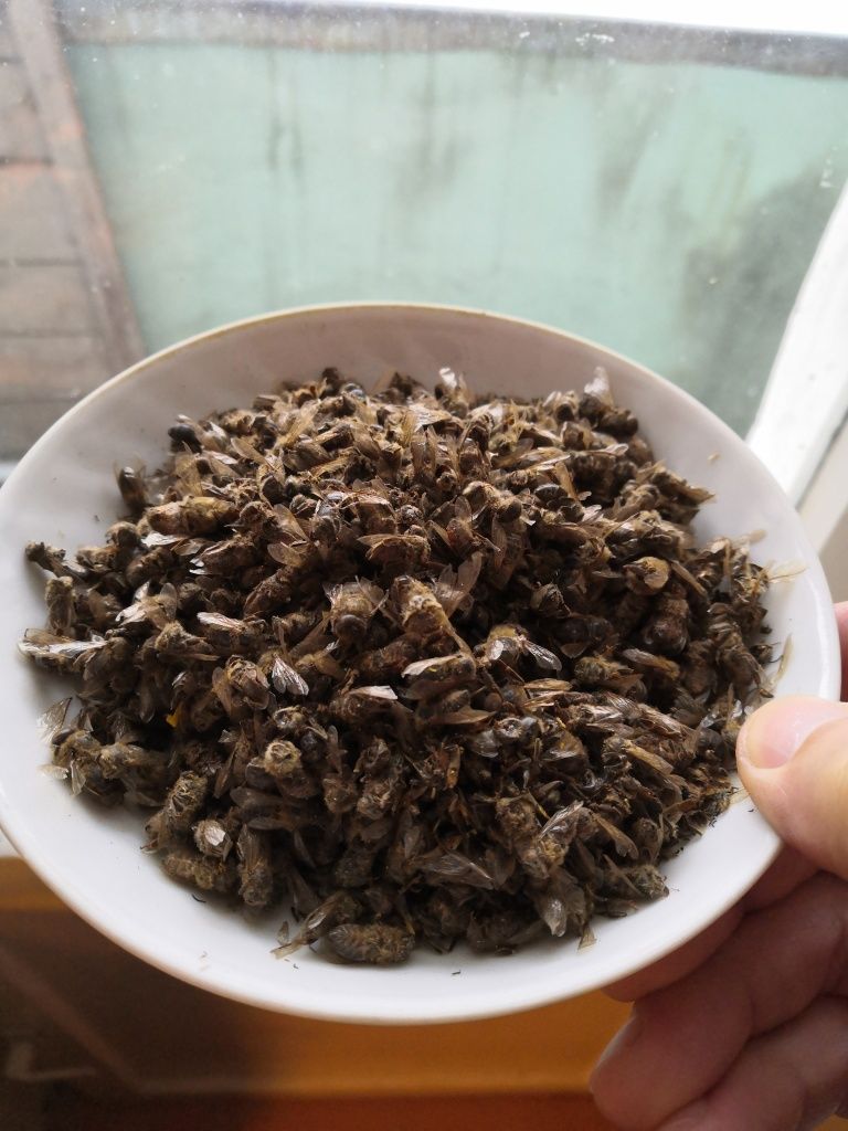 Пчелиный подмор.jpg