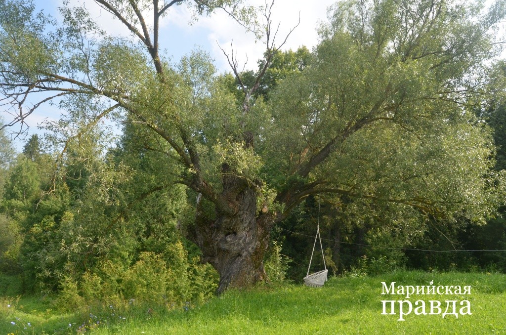 Под этой огромной ивой испокон веков собирались деревенские дети и молодежь 1.jpg