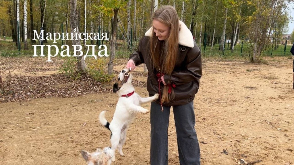 Игра с собакой