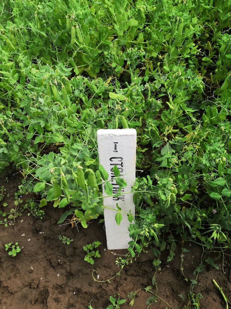 Около каждой грядки табличка с названием сорта.jpg