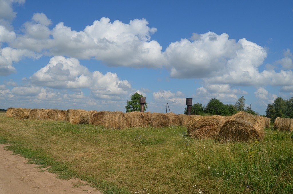 Как только техника освободится, из этих рулонов с сеном сложат целый курган.jpg