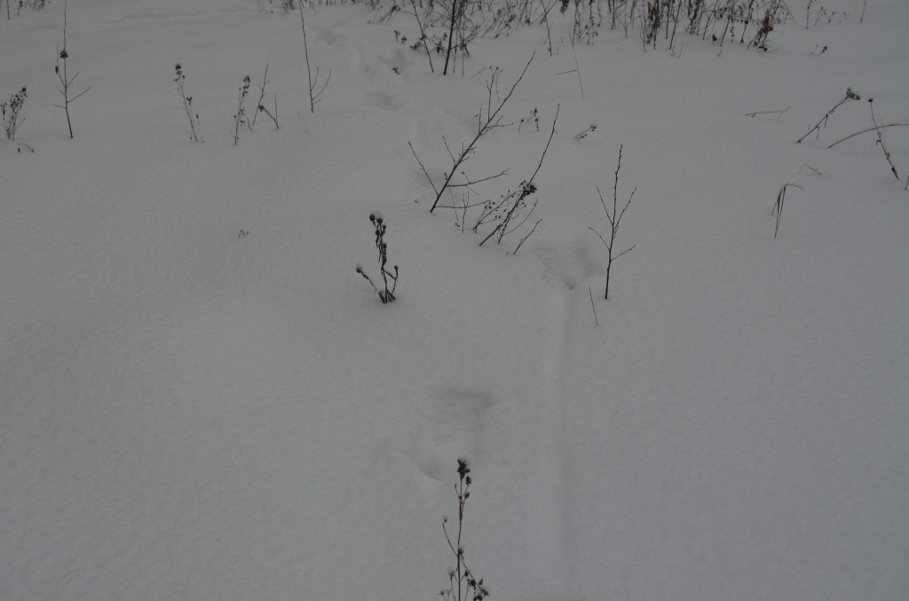 А это следы сохатого, который тоже не прочь подкрепиться халявным зерном.jpg