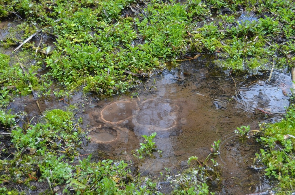 Вот в том болотце, пробиваясь сквозь песок, начинает свой бег река Немда.jpg