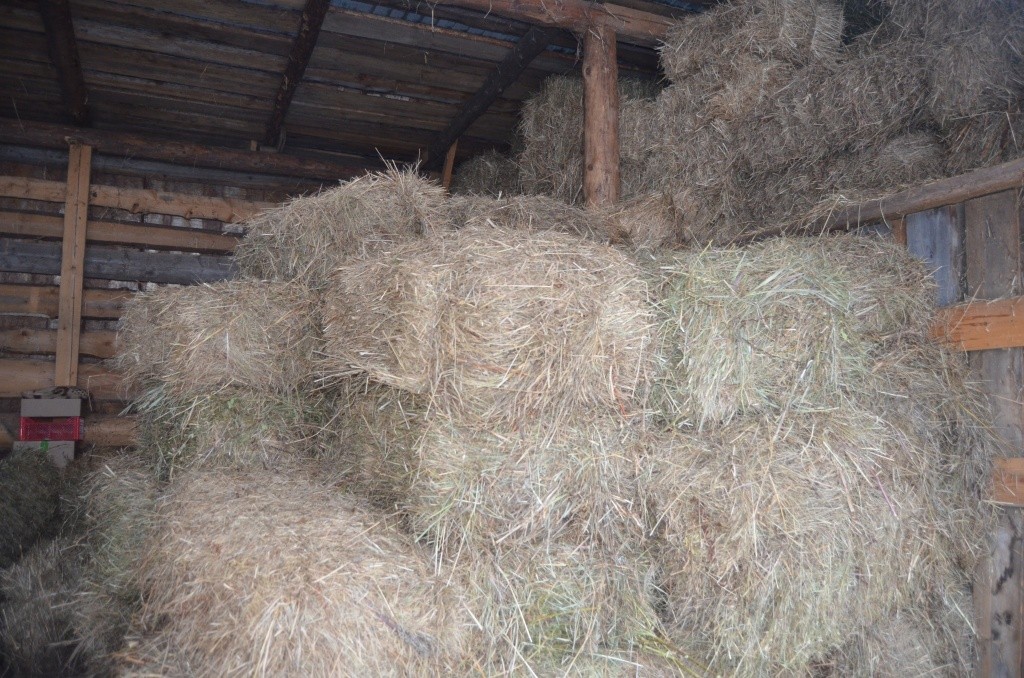 На каждую буренку на сезон нужно примерно 300 тюков сена.jpg
