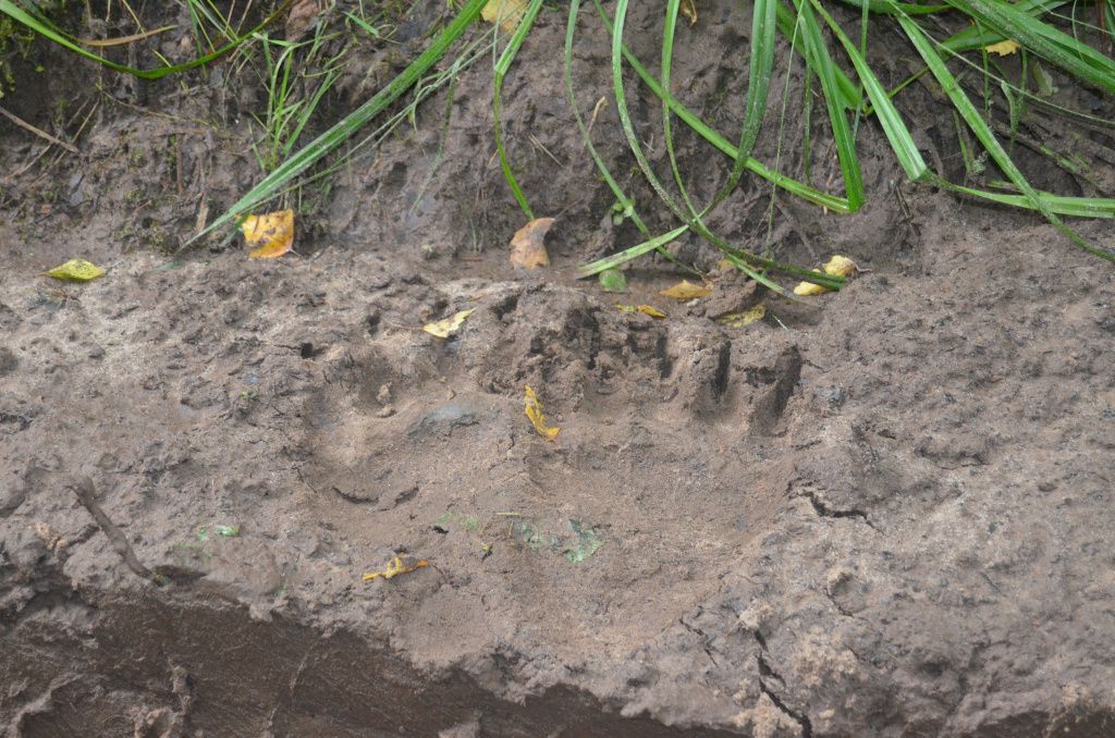 Судя по размеру лапы где-то рядом бродит здоровенный медведь.JPG