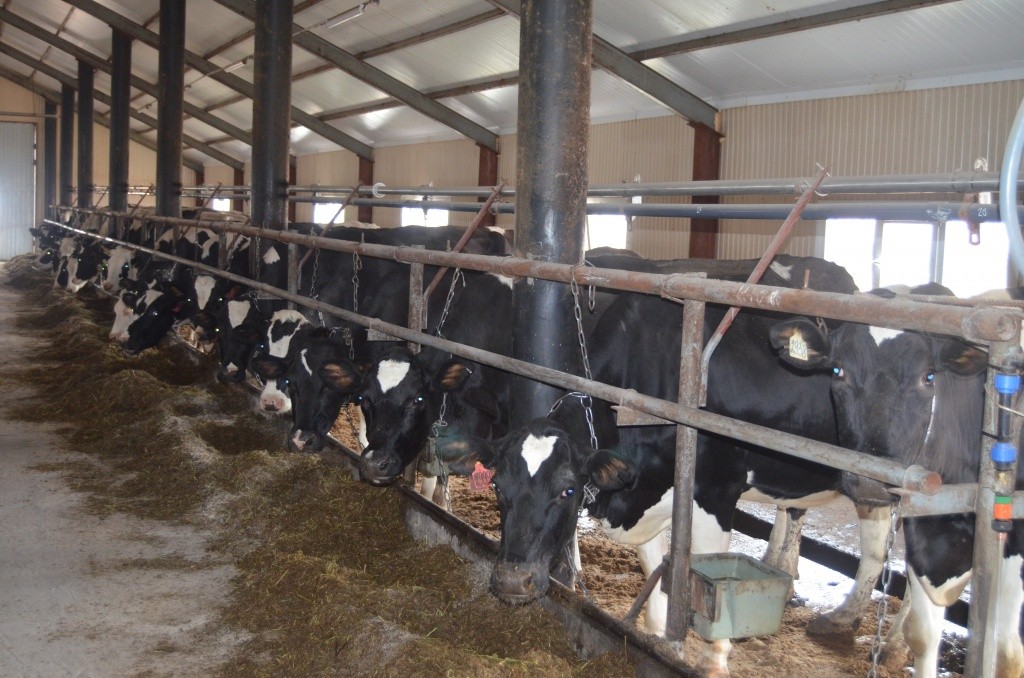 Мамами буренки становятся исключительно с помощью искусственного осеменения. Мамами буренки становятся с помощью искусственного осеменения.jpg