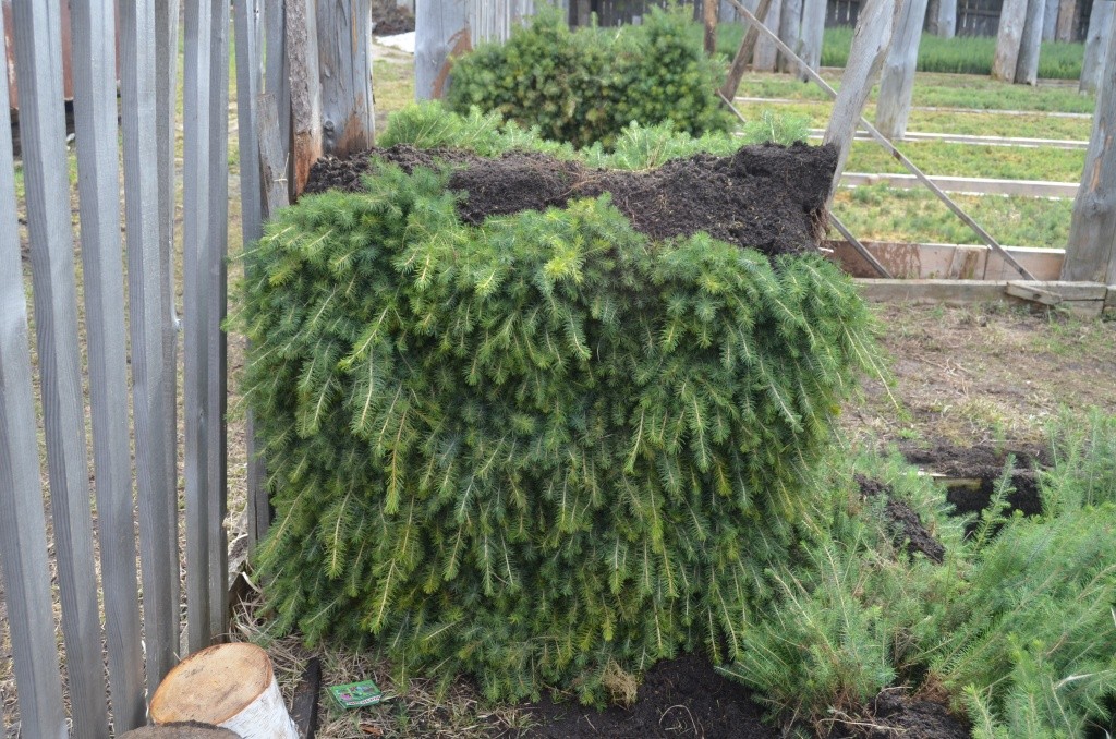 Меньше чем через час эта партия сеянцев уедет к арендаторам в Татарстан.jpg