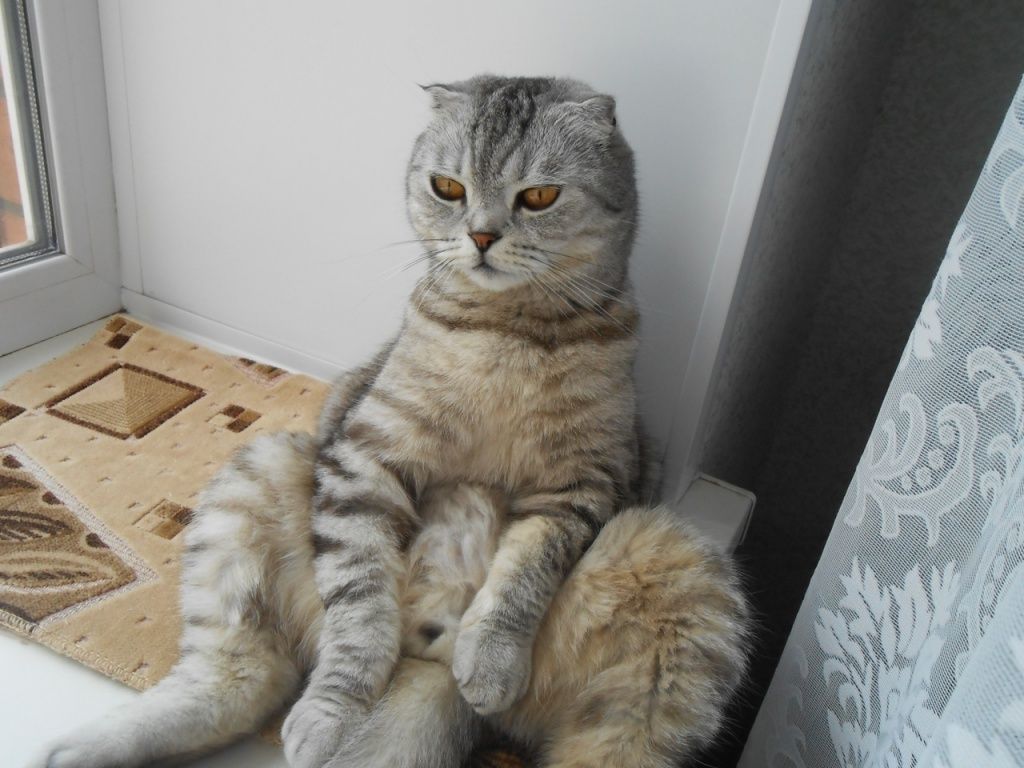 Кот Николас стал членом семьи Веры Кузьминой. (Фото предоставлено КЦСОН в г. Йошкар-Оле)