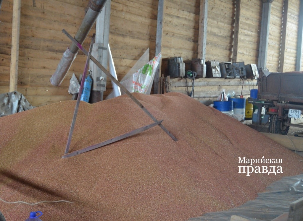 Обработанные ядами семена приобретают красноватый цвет..jpg