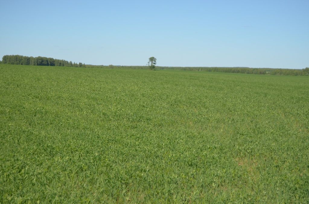 Так заросшее лесом поле выглядит сейчас.JPG