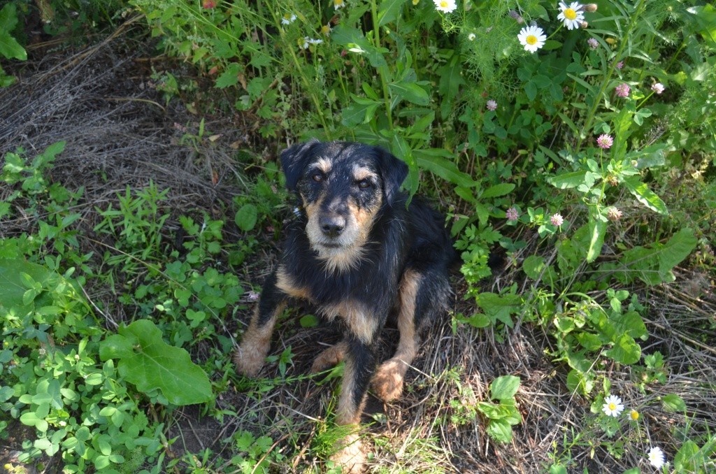 Ягдтерьер Патрон верный помощник на охоте. Ягдтерьер Патрон верный помощник на охоте.jpg