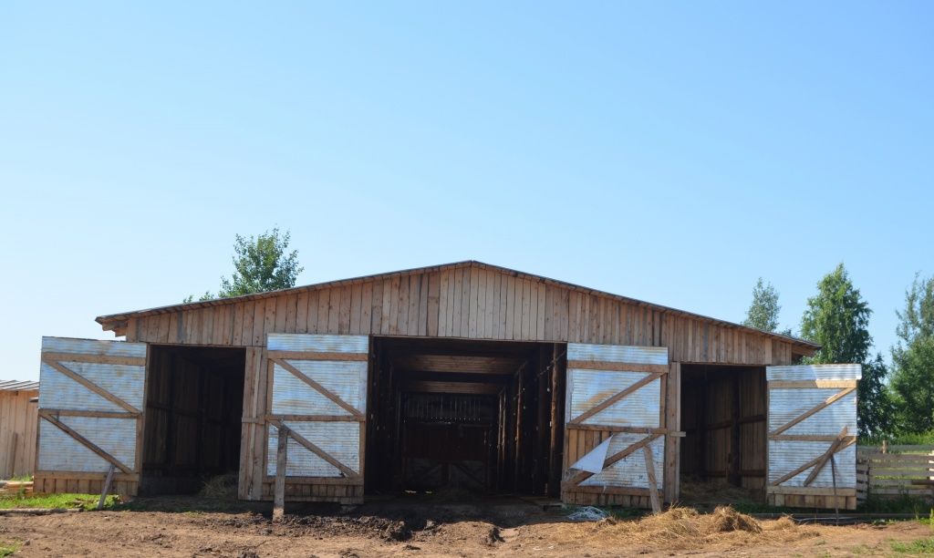 Скот на пастбище, ферма проветривается.JPG