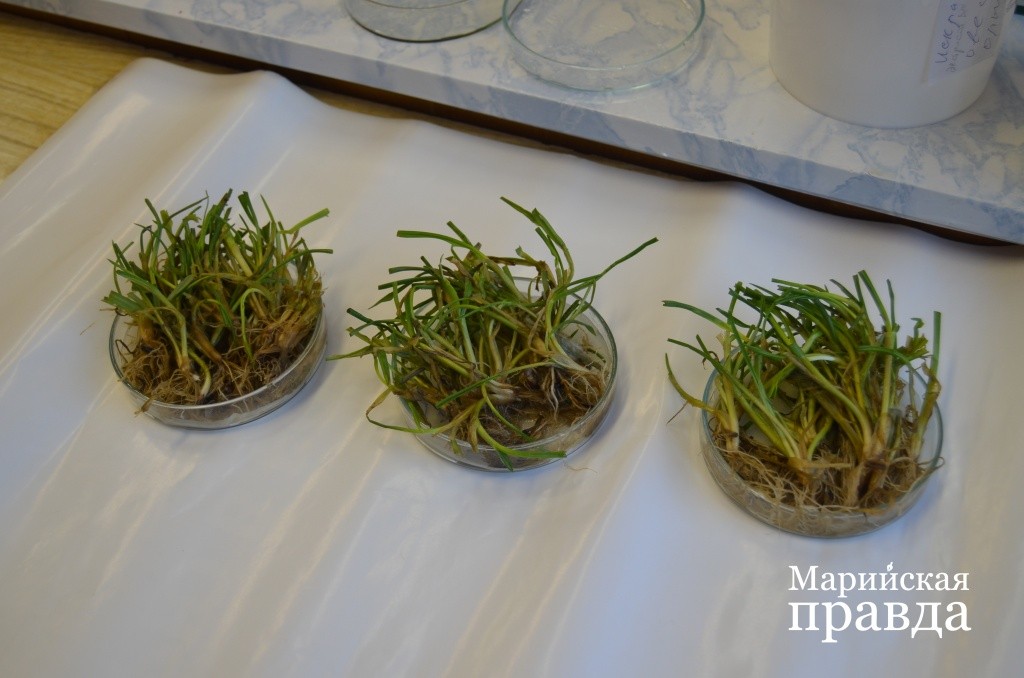 Очутившись в тепле, растения быстро идут в рост(2).jpg