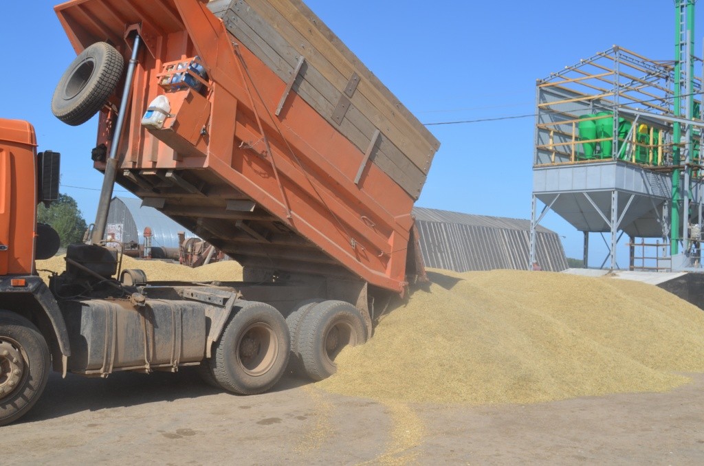 Еще один КАМАЗ со свежим зерном прибыл с поля.JPG