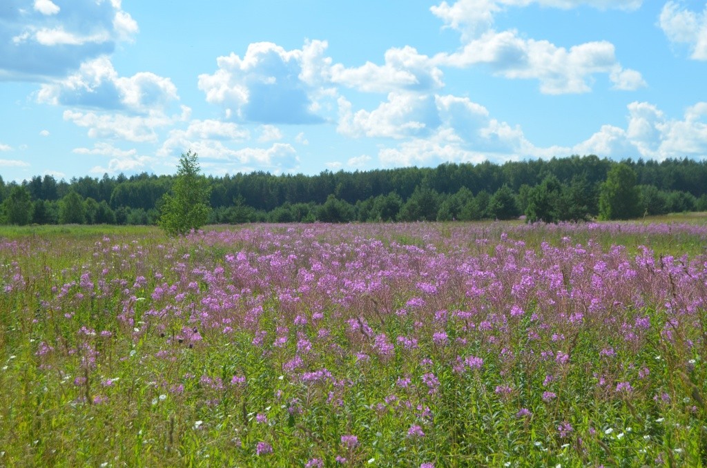 Бывшие поля давно уже затянуло кипреем и разнотравьем.jpg