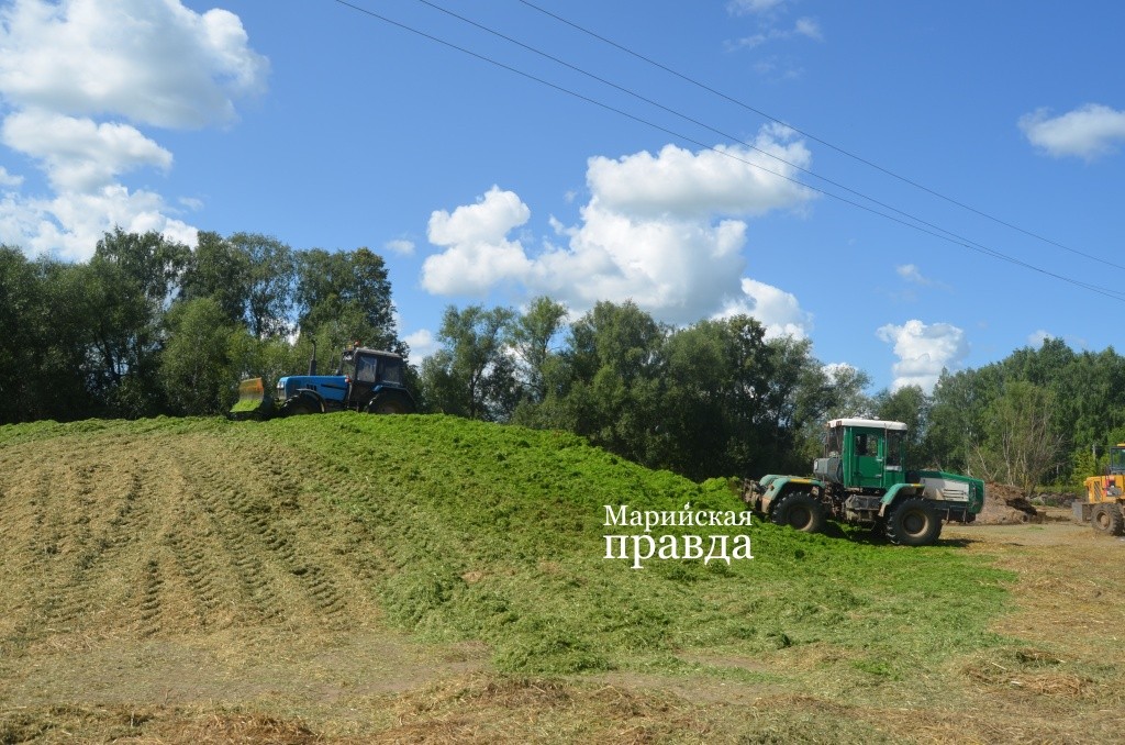Чем быстрее аграрии заложат курган, тем качественнее получится сенаж 1.jpg