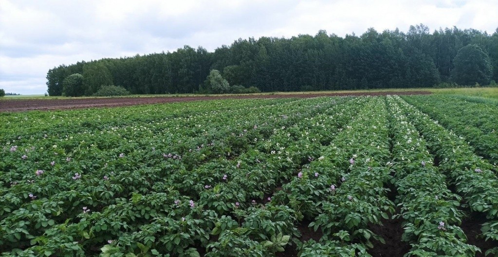 Картофель одна из ключевых сельхозкультур, с которыми работают агрономы сортоучастка.jpg