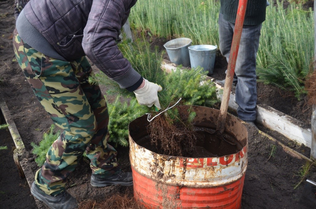 Купание в глиняной болтушке сохранит корневую систему от высыхания.jpg