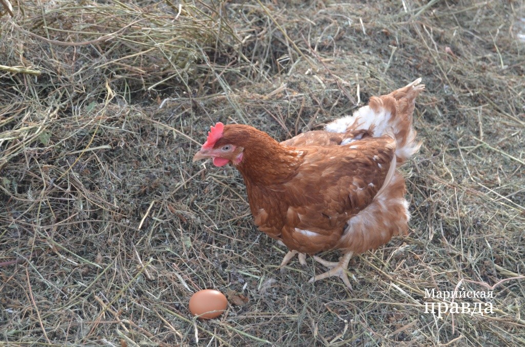 Партизанка любит уединение и всегда несется там, где хочет..jpg