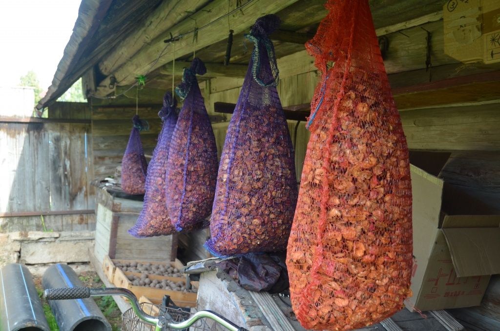 Сушеные яблоки Смоленцевы заготавливают мешками.JPG