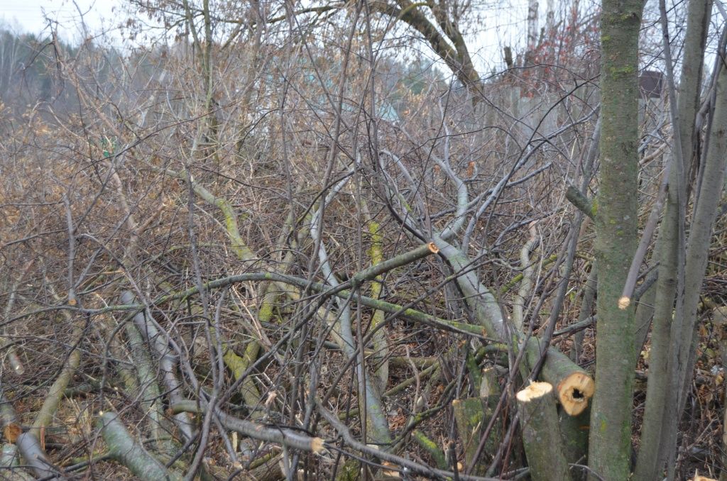 Опиливать клен бесполезно- в ответ он выкидывает сразу несколько побегов.JPG