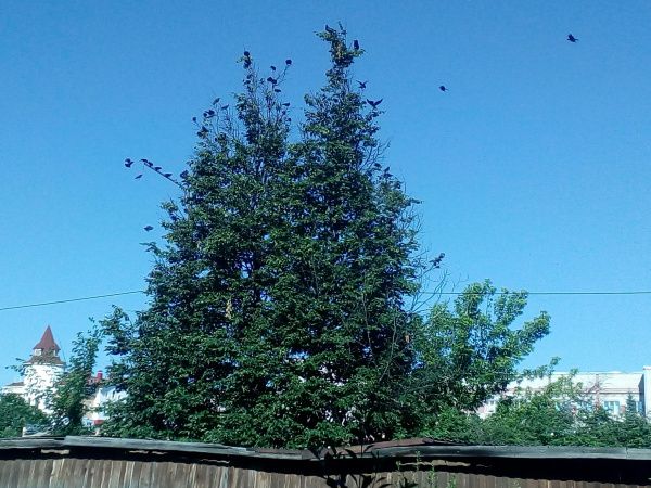 Тот самый столб за высоким деревом. Фото читательницы.