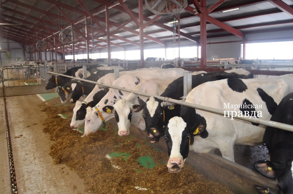 Буренки тут настоящие красавицы. Буренки тут настоящие красавицы..jpg