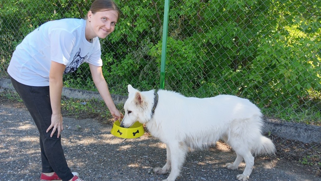 День Фронтовой собаки.