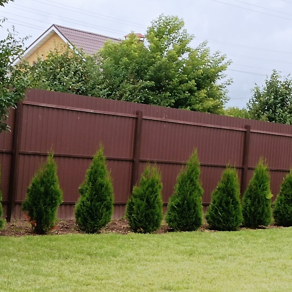 Туи.jpg