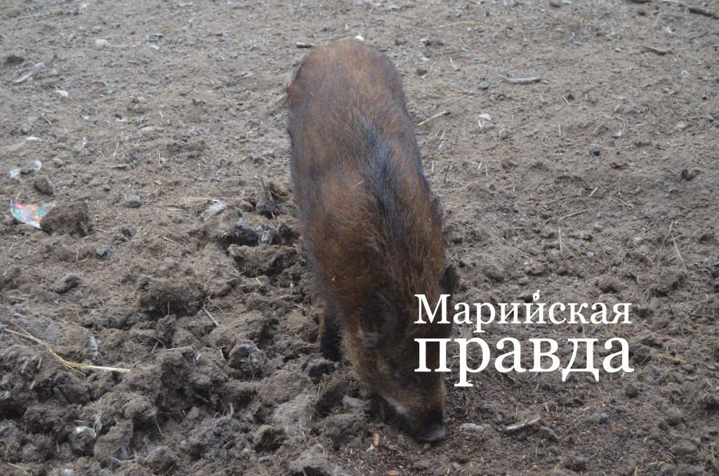 У кабана крепкая шкура и толстый подкожный слой..jpg