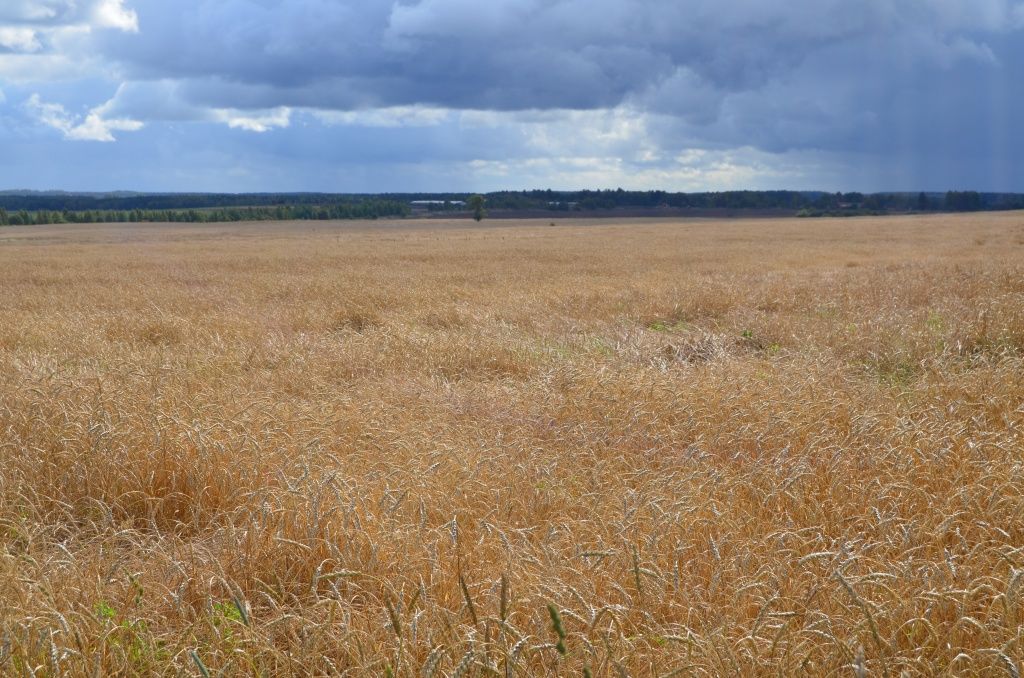 Это поле за Конгануром вернули к жизни только в прошлом году.JPG