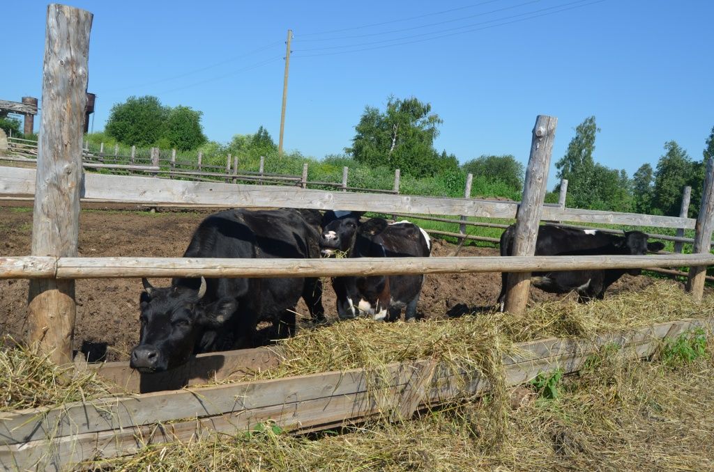 Свежее сено телочкам очень нравится.JPG