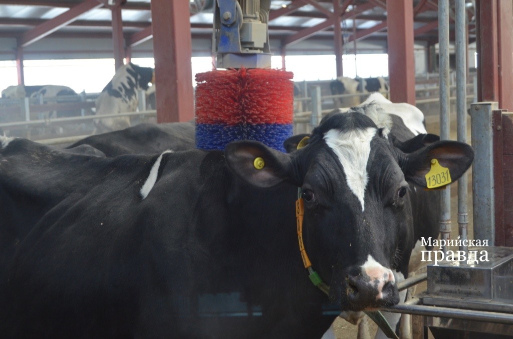 К чесалке тропа не зарастает никогда. К чесалке тропа не зарастает никогда..jpg