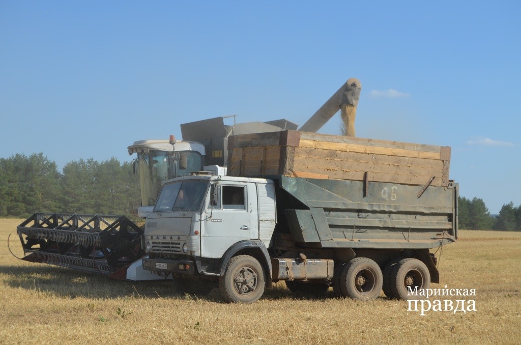 Урожайность хорошая. поэтому бункера комбайнов быстро заполняются..jpg