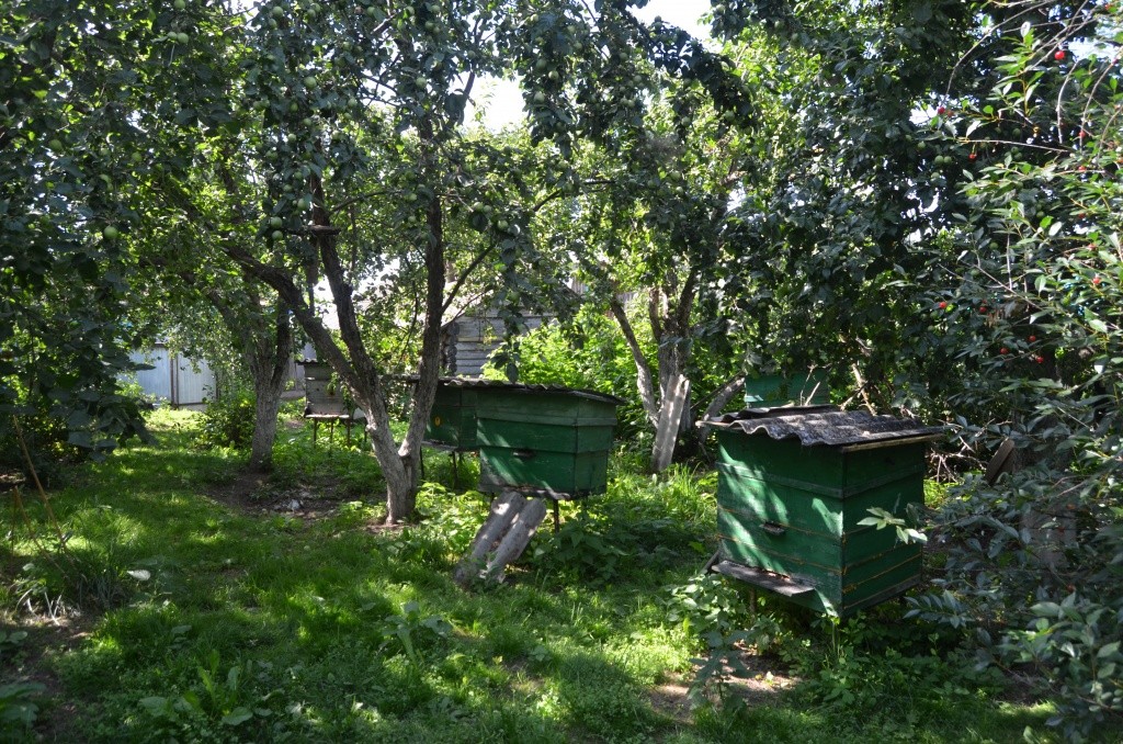 Под сенью сада пчелиные семьи спасаются от жары.jpg