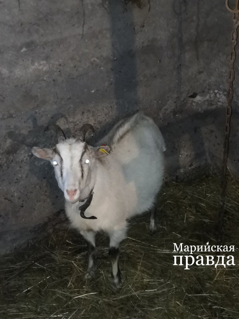 Коза Маня было немножко больно, зато я теперь такая красивая. Коза Маня было немножко больно, зато я теперь такая краси.jpg