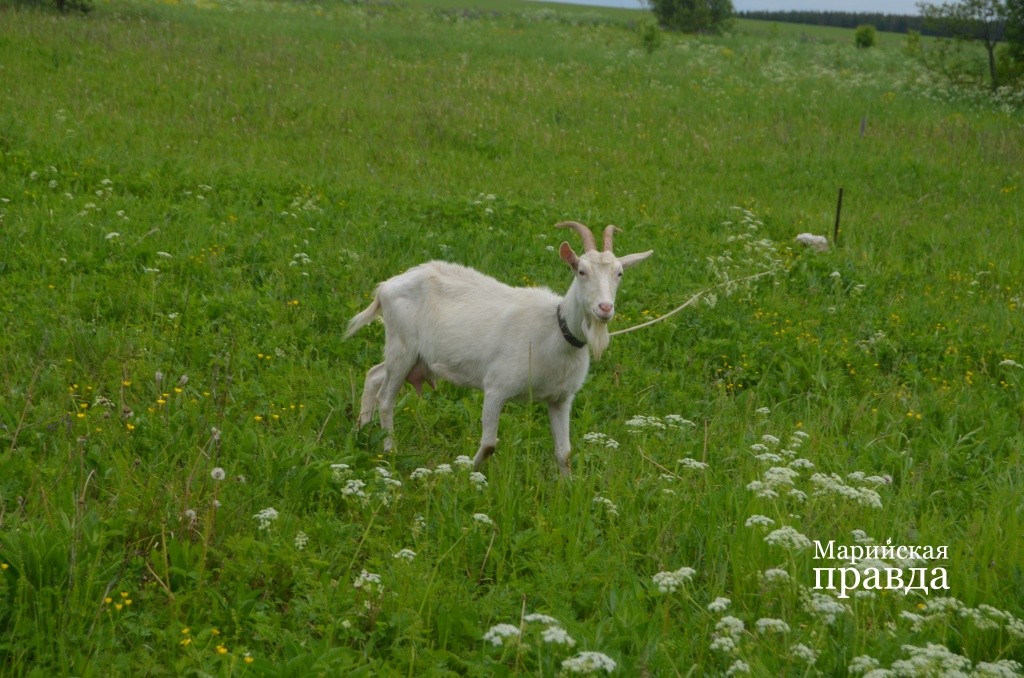 Козы у унурцев благородных заанненских кровей и дают по шесть литров молока..jpg