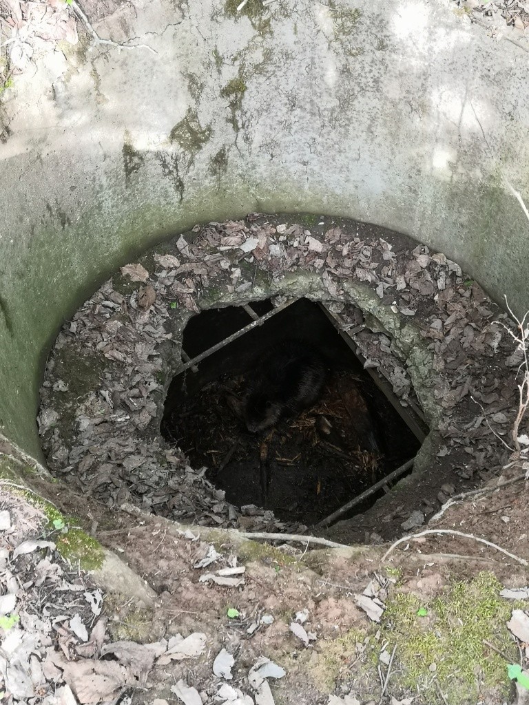 Вот этот колодец стал тюрьмой для бобра.jpg