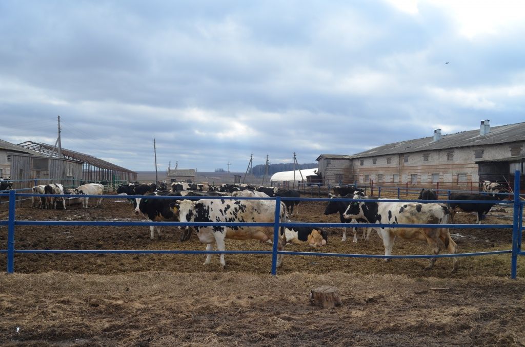 Коров в хозяйстве уже не пасут, но осталась возможность прогулок в загоне возле фермы.JPG