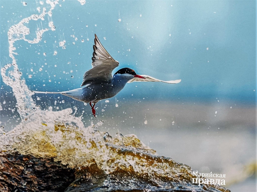 Автор назвал эту уникальную фотографию Балет на воде..jpg