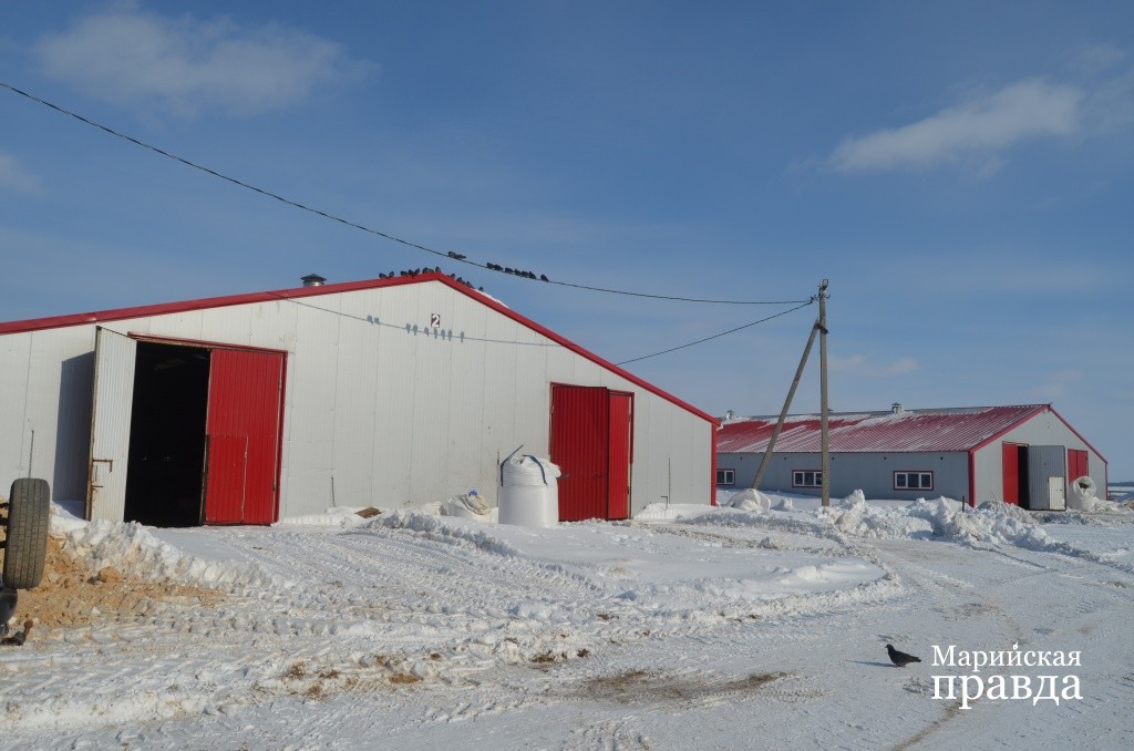 Живут буренки вот в таких удобных и светлых общежитиях..jpg