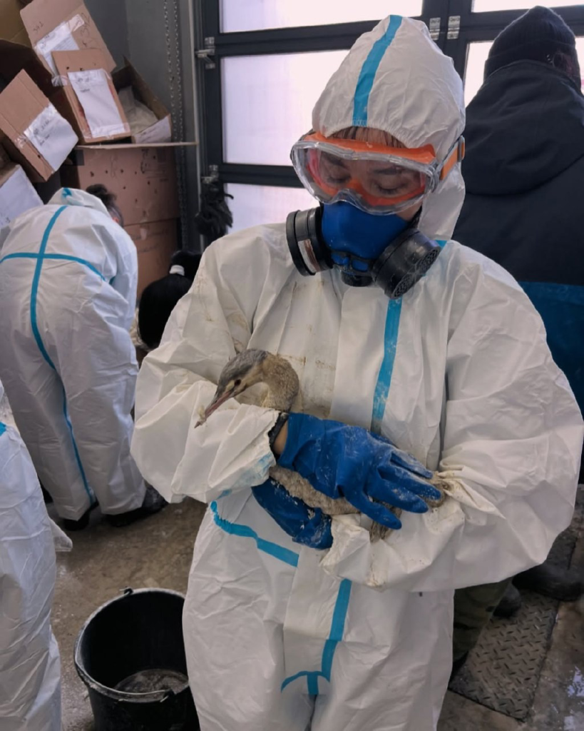 Кормление птиц